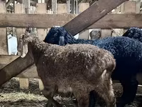 Խոյ, Baerchuke sheep — լուսանկար 2