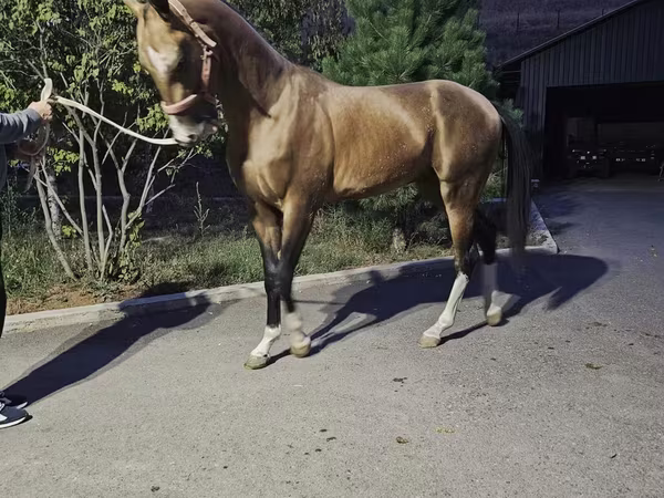 Ձի, Akhal-Teke