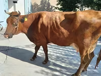 Կով, Red Estonian cattle — լուսանկար 1