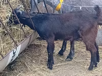 Теке, Damask goat — 5-сурет