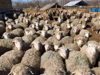 公羊, Kuibyshev sheep — 照片 4