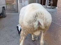 Խոյ, Arashan sheep — լուսանկար 5