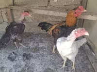 Chickens — լուսանկար 6
