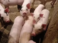 Sow, Pigs — photo 3
