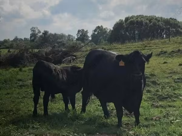 Cow, Swiss cattle