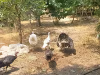 Turkeys — photo 3