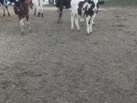 Сиыр, Russian Black pied cattle — 2-сурет