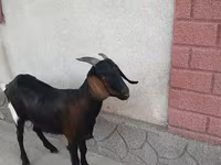 Ziege, Nubian Goat — Foto 3
