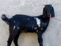Ешкі, Beetal goats — 2-сурет