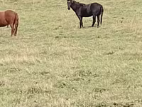 Cavalo, New Altai Horse — foto 5