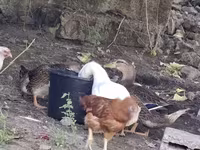 Ducks — फ़ोटो 2