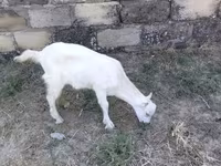 Ziege, Saanen goat — Foto 4