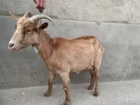 母山羊, Alpine goat — 照片 3