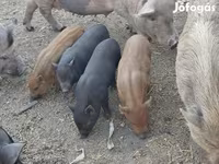 Қабан, Вьетнамская вислобрюхая — 3-сурет