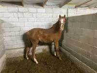 Stute, Anglo-Arabian — Foto 2