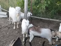 Ziegenbock, LaMancha goats — Foto 4