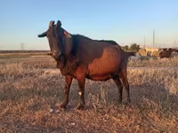 Արու այծ, Italian Alpine goat — լուսանկար 2