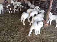 भेड़, Awassi sheep — फ़ोटो 1