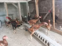 Chickens — լուսանկար 2