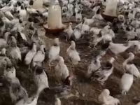 Chickens — الصورة 5