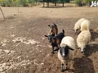 Schaf, Tsigai sheep — Foto 5