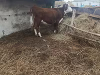Bulle, Kasachische Weißkopfkuh — Foto 1