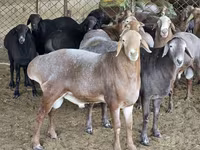 Խոյ, Ոչխարներ — լուսանկար 4