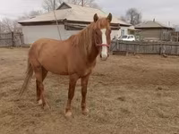 घोड़ा, Altai horse — फ़ोटो 2