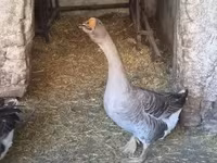 Geese — Foto 5