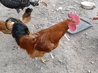 Chickens — Foto 3