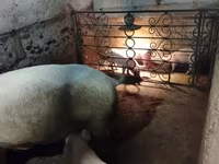 Sow, Pigs — photo 3