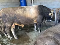 Bull, Swiss cattle — photo 3