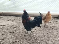 Gallina checa dorada veteada — foto 5