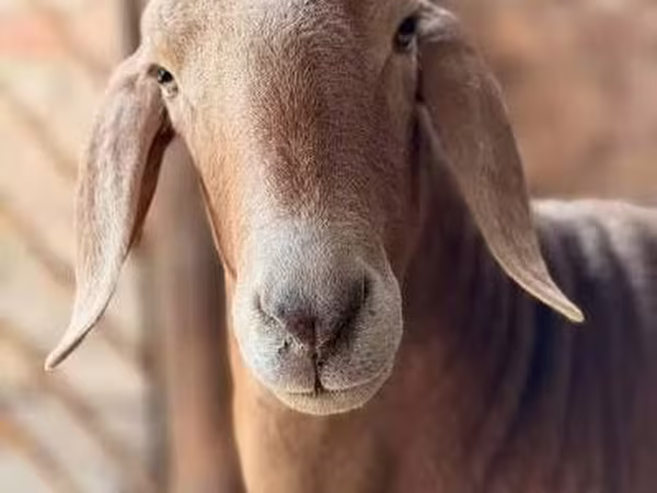 Carnero, Arashan sheep