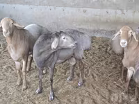 Խոյ, Ոչխարներ — լուսանկար 3