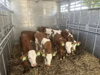 Bulle, Simmental cattle — Foto 3