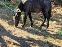 Ձի, Ձիեր — լուսանկար 1