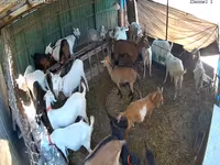 Cabra, Saanen goat — foto 4