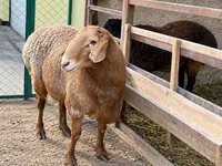 Խոյ, Arashan sheep — լուսանկար 2