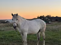Mare, Horses — photo 2