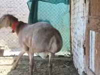 मेढ़ा, Rhon sheep — फ़ोटो 3