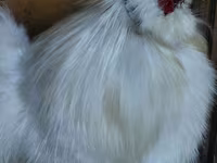 सिल्की — फ़ोटो 1