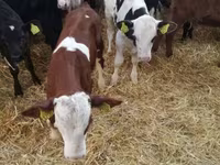 公牛, Limousin cow — 照片 8
