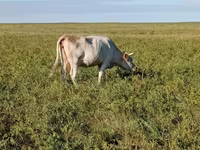 Cow, Simmental cattle — photo 2
