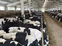Կով, Yaroslavl cattle — լուսանկար 3