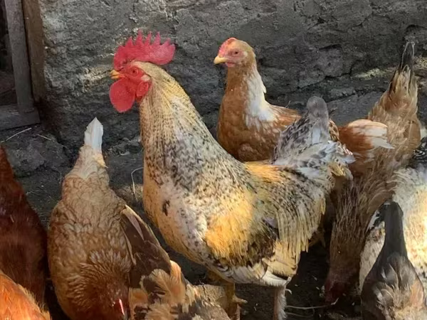 Chickens — Հայաստան