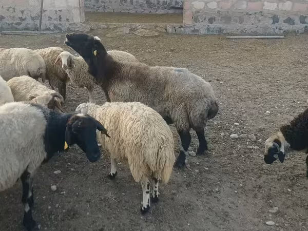 Խոյ, Ոչխարներ