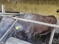 Ցուլ, Red Estonian cattle — լուսանկար 4
