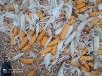 Продаю кукуруза 🌽 Пионер сухой,1кг по 13сом адрес КАРА Балта,40тонна — الصورة 2