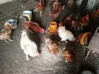 Chickens — Foto 5